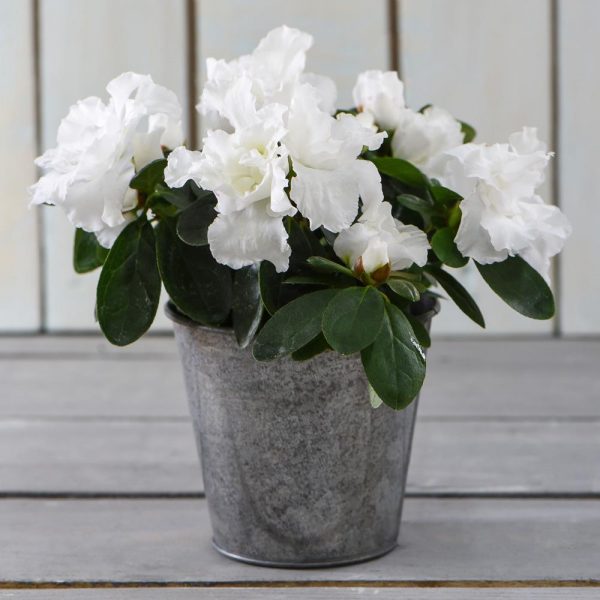 فروش حضوری و اینترنتی گل آزالیا مناسب سرویس بهداشتی 09121507825// انواع گل گیاه مناسب سرویس بهداشتی