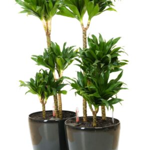 فروش گیاه دراسینا مناسب برای محیط حمام و سرویس بهداشتی 09121507825