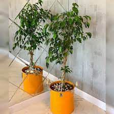 فروش گل و گیاه آپارتمانی / بنجامین 09121507825 در تهران و ارسال فوری