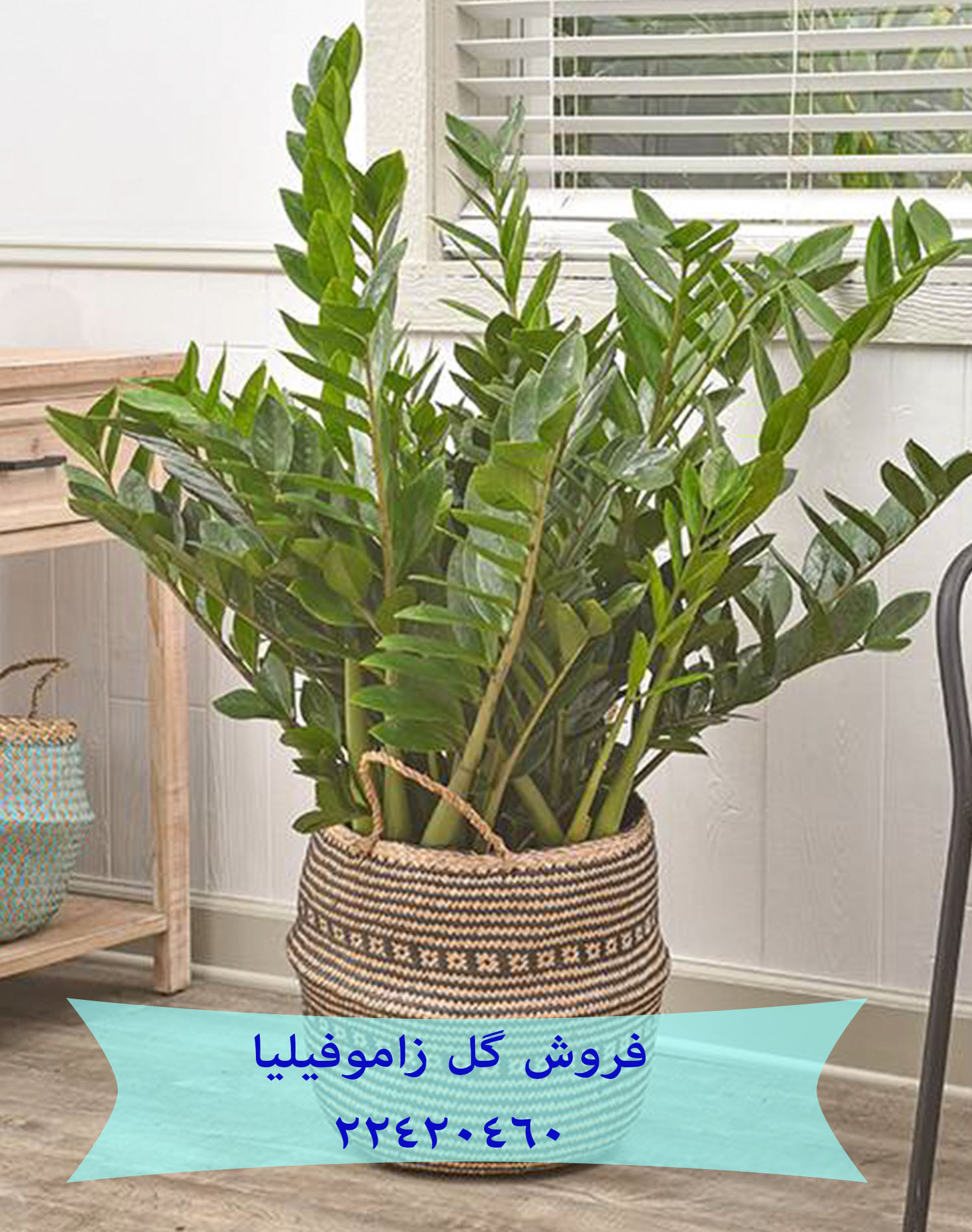 فروش گلدان زامیفولیا 09121507825